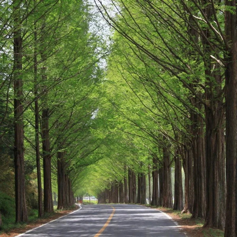 Dawn Redwood Live Plant – Quart Pot – Deciduous Conifer Tree – Fast Growing Outdoor - Image 4