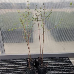 Dawn Redwood Live Plant – Quart Pot – Deciduous Conifer Tree – Fast Growing Outdoor - Image 5