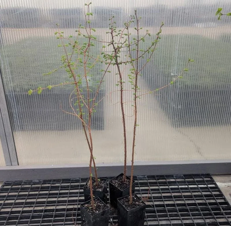 Dawn Redwood Live Plant – Quart Pot – Deciduous Conifer Tree – Fast Growing Outdoor - Image 5