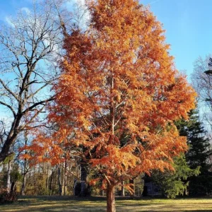 Dawn Redwood Live Plant – Quart Pot – Deciduous Conifer Tree – Fast Growing Outdoor - Image 7