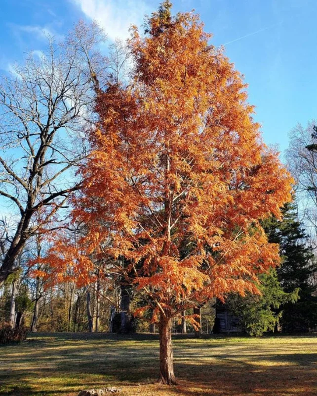 Dawn Redwood Live Plant – Quart Pot – Deciduous Conifer Tree – Fast Growing Outdoor - Image 7