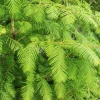 Dawn Redwood Live Plant – Quart Pot – Deciduous Conifer Tree – Fast Growing Outdoor - Image 1