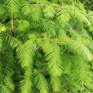 Dawn Redwood Live Plant – Quart Pot – Deciduous Conifer Tree – Fast Growing Outdoor - Image 1