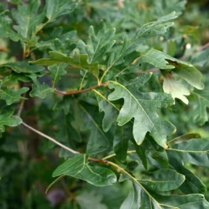 Daylily Bare Roots - 3 Pack Red & Yellow Bi-Color Flowers, Hardy Outdoor Plant - Image 2