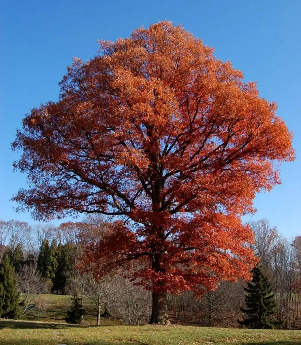 Daylily Bare Roots - 3 Pack Red & Yellow Bi-Color Flowers, Hardy Outdoor Plant - Image 3