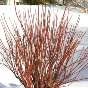 Daylily Bare Roots - 3 Pack Red & Yellow Bi-Color Hemerocallis Outdoor Plant - Image 5