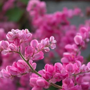 Daylily Bare Roots - 3 Pack Red & Yellow Hemerocallis Outdoor Plant - Image 2