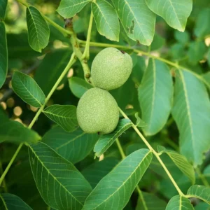 Daylily Bare Roots - 3 Pack Red & Yellow Hemerocallis Bulbs - Outdoor Garden Plant - Image 3