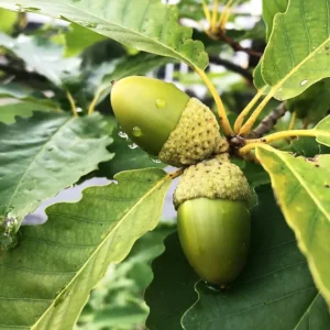 Daylily Bulbs - 3 Bare Roots, Red & Yellow Bi-Color Flowers, Outdoor - Image 2