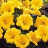 Daylily Stella d'Oro – Live Plant – Well Rooted – Outdoor/Indoor - Image 1