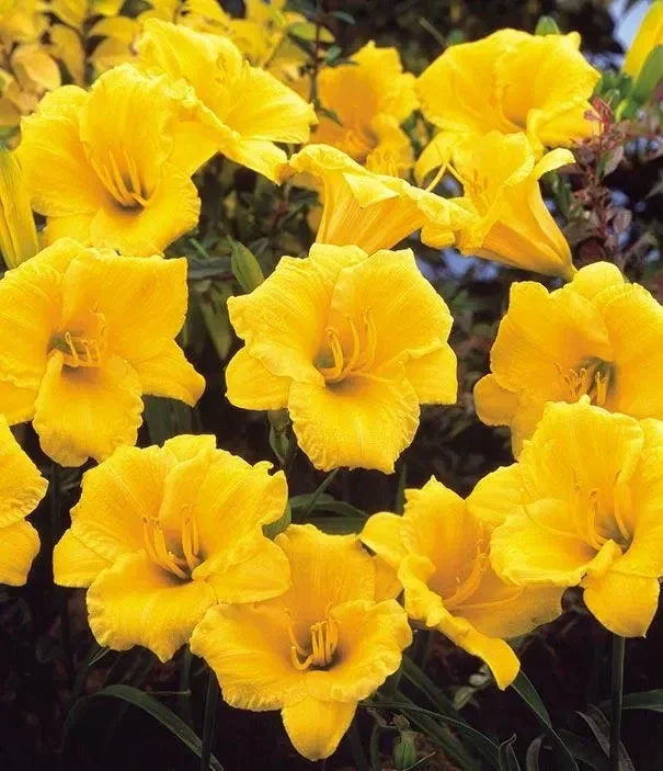 Daylily Stella d'Oro – Live Plant – Well Rooted – Outdoor/Indoor - Image 1