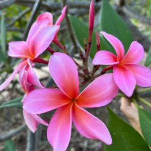 Dean Conklin Fragrant Plumeria Unrooted Cutting Pink-Orange 10-12 in - Image 1