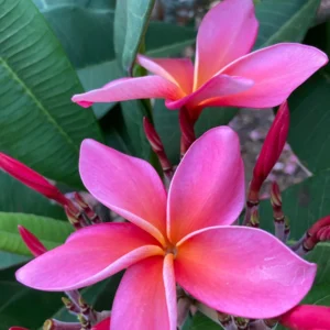 Dean Conklin Fragrant Plumeria Unrooted Cutting Pink-Orange 10-12 in - Image 2