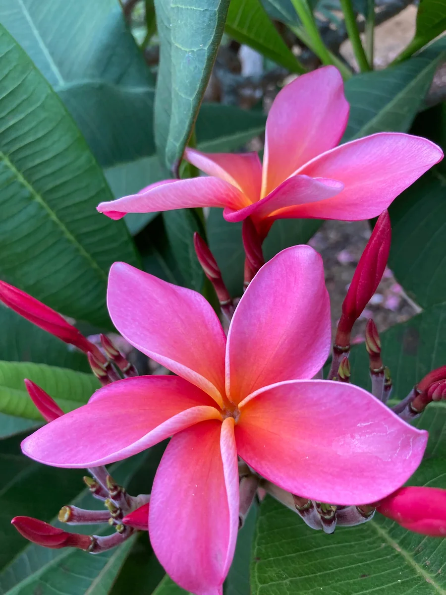 Dean Conklin Fragrant Plumeria Unrooted Cutting Pink-Orange 10-12 in - Image 2