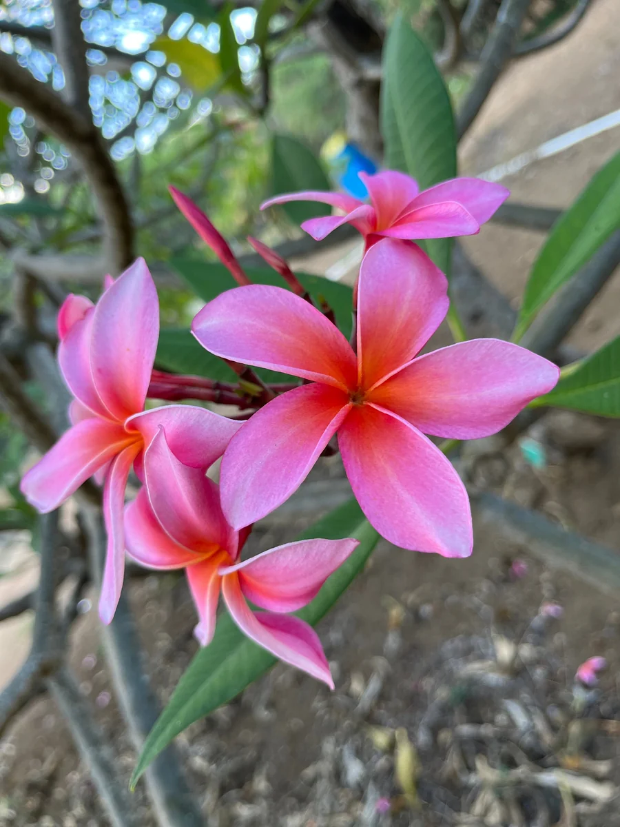 Dean Conklin Fragrant Plumeria Unrooted Cutting Pink-Orange 10-12 in - Image 3