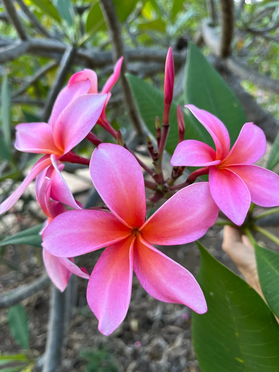 Dean Conklin Fragrant Plumeria Unrooted Cutting Pink-Orange 10-12 in - Image 1