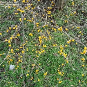 Deciduous Holly Live Plant - Ilex decidua Shrub - 16+ Inches Tall - Set of 2 - Image 2