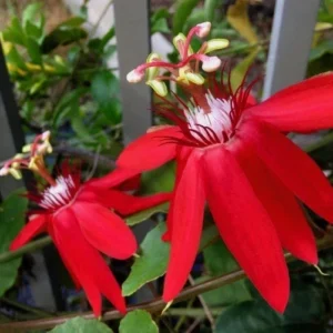 Deep Red Passiflora Live Plant with Green-Yellow Fruit - Starter Plant, Outdoor - Image 2