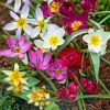 Deer Resistant Tulip Bulbs Wildflower Mixture - Zone 2-10 - Easy to Grow - Image 1