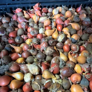 Deer Resistant Tulip Bulbs Wildflower Mixture - Zone 2-10 - Easy to Grow - Image 2