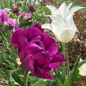 Deer Resistant Tulip Bulbs Wildflower Mixture - Zone 2-10 - Easy to Grow - Image 3