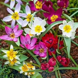 Deer Resistant Tulip Bulbs Wildflower Mixture - Zone 2-10 - Easy to Grow - Image 1