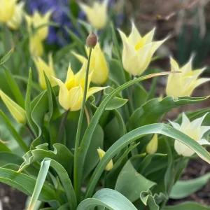 Deer Resistant Tulip Bulbs Wildflower Mixture - Zone 2-10 - Easy to Grow - Image 4