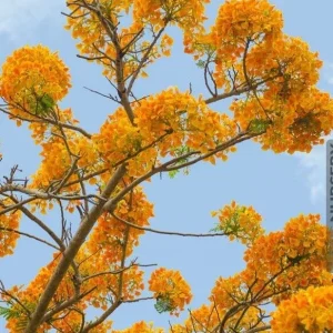 Delonix Regia Yellow Flamboyant Royal Poinciana Tree Seeds - 20 Seeds - Image 2