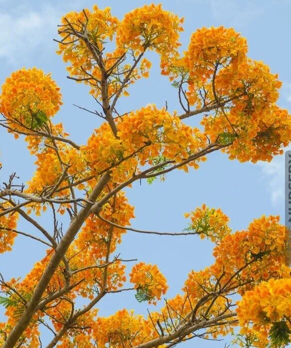 Delonix Regia Yellow Flamboyant Royal Poinciana Tree Seeds - 20 Seeds - Image 2