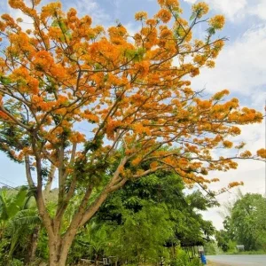 Delonix Regia Yellow Flamboyant Royal Poinciana Tree Seeds - 20 Seeds - Image 4