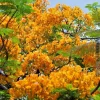 Delonix Regia Yellow Flamboyant Royal Poinciana Tree Seeds - 20 Seeds - Image 1