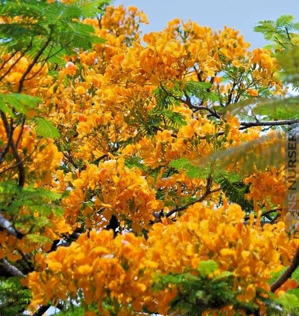 Delonix Regia Yellow Flamboyant Royal Poinciana Tree Seeds - 20 Seeds - Image 1