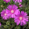 Delosperma Cooperi Live Starter Plant - 3-6" Tall - Hot Pink Ice Plant Hardy Groundcover Succulent - Image 1