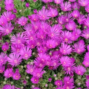 Delosperma Cooperi Live Starter Plant - 3-6" Tall - Hot Pink Ice Plant Hardy Groundcover Succulent - Image 2