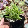 Delosperma Echinatum Live Plant - Pickle Ice Plant Succulent in 2" Pot - Image 1