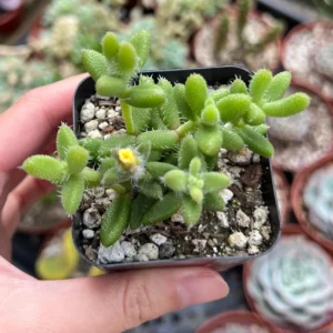Delosperma Echinatum Live Plant - Pickle Ice Plant Succulent in 2