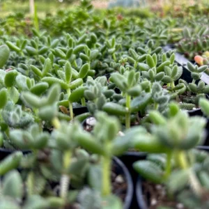 Delosperma Echinatum Live Plant - Pickle Ice Plant Succulent in 2