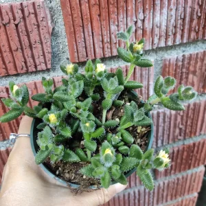Delosperma echinatum Pickle Plant Succulent Live Plant Indoor/Outdoor - Image 4