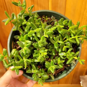 Delosperma echinatum Pickle Plant Succulent Live Plant Indoor/Outdoor - Image 6