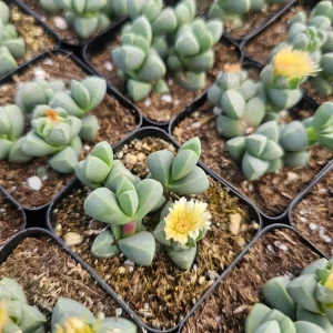 Delosperma Lehmannii Ice Plant Live Plant – 2-inch Pot – Rare Succulent - Image 2