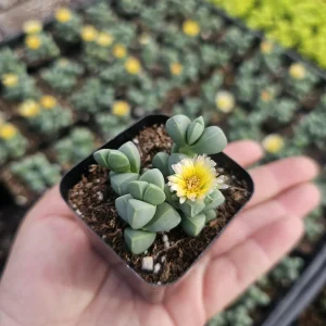 Delosperma Lehmannii Ice Plant Live Plant – 2-inch Pot – Rare Succulent - Image 3