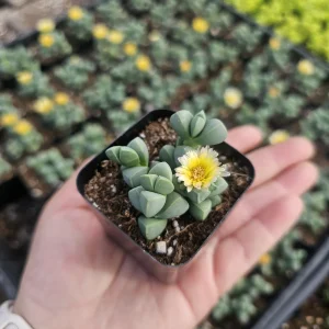 Delosperma Lehmannii Ice Plant Live Plant – 2-inch Pot – Rare Succulent - Image 4