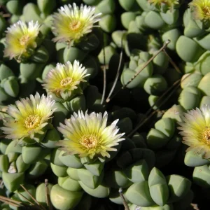 Delosperma lehmannii Live Plant – Alien Ice Plant Succulent – 2.5
