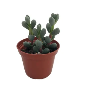 Delosperma lehmannii Live Plant – Alien Ice Plant Succulent – 2.5