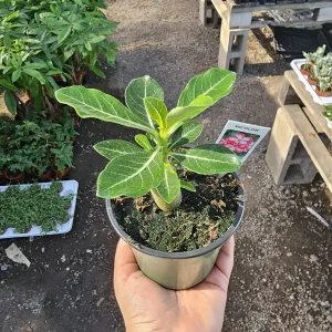 Desert Rose Adenium Live Plant – 2in or 4in Pot – Red, White, Pink, Bicolor - Image 5