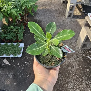 Desert Rose Adenium Live Plant – 2in or 4in Pot – Red, White, Pink, Bicolor - Image 6