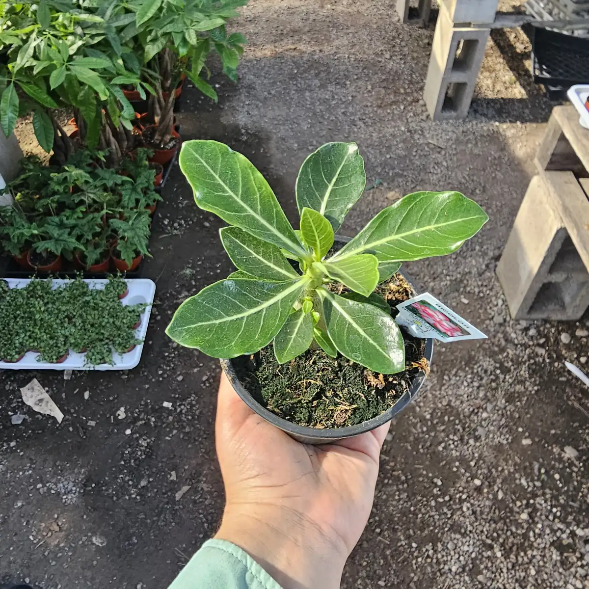 Desert Rose Adenium Live Plant – 2in or 4in Pot – Red, White, Pink, Bicolor - Image 6