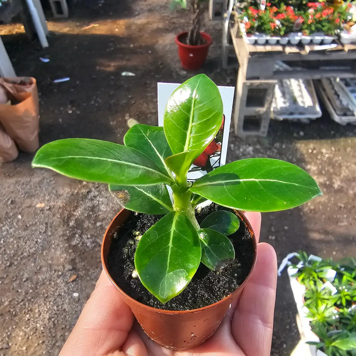 Desert Rose Adenium Live Plant – 2in or 4in Pot – Red, White, Pink, Bicolor - Image 1