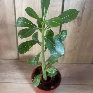 Desert Rose Adenium Live Plant - White, Red, Pink Flowers, 4 inch Pot - Image 10