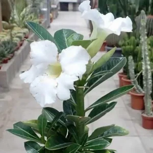 Desert Rose Adenium Live Plant - White, Red, Pink Flowers, 4 inch Pot - Image 3